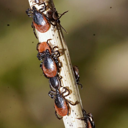 Ixodes ricinus ticks | on demand