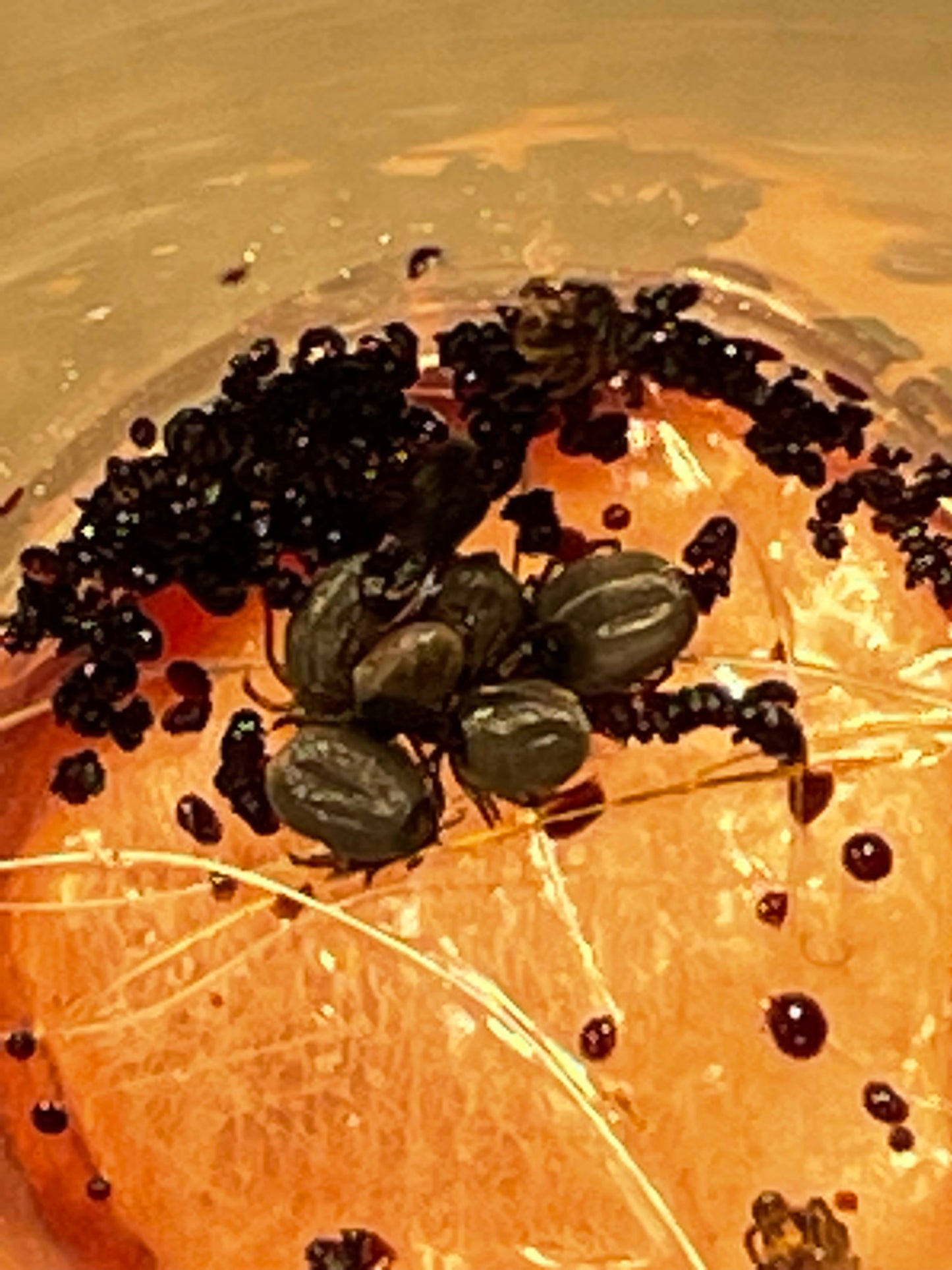 TicksDownXL: in vitro tick feeding device| 6-Test Batch
