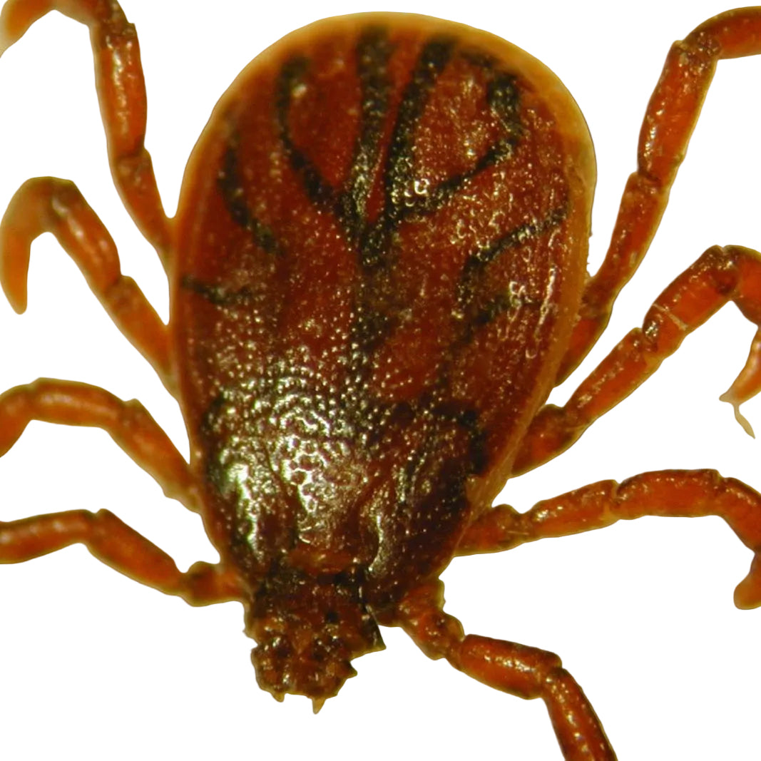 Rhipicephalus sanguineus ticks | on demand