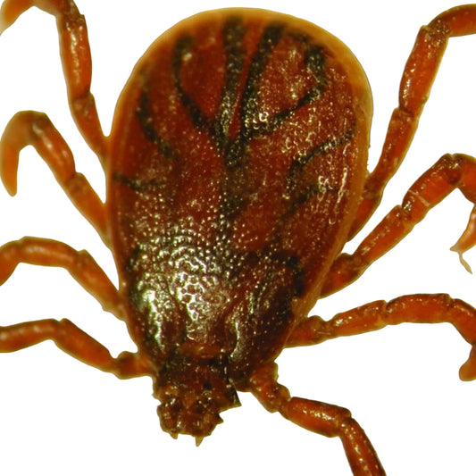Rhipicephalus sanguineus ticks | on demand