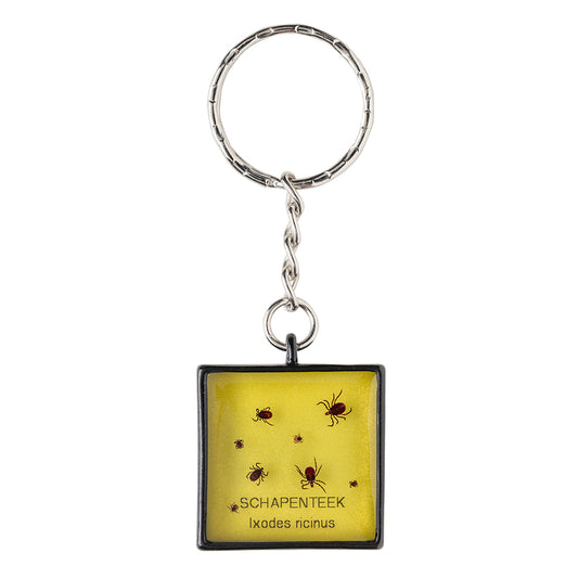 Keychain with real Ixodes ricinus ticks