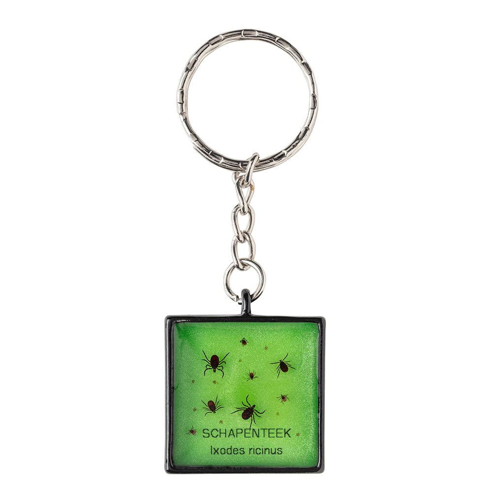 Keychain with real Ixodes ricinus ticks