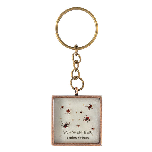 Keychain with real Ixodes ricinus ticks